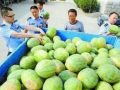 武都网红 吃瓜群微信,揭秘“吃瓜群”微信背后的故事