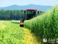 黑龙江农场爆料视频最新,揭秘神秘农业生态圈